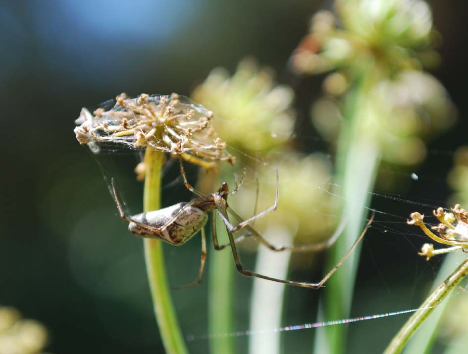 Tetragnatha sp. (Tetragnathidae)